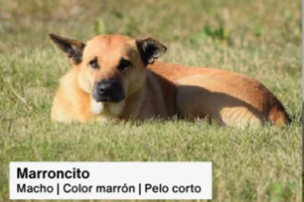 Animales comunitarios