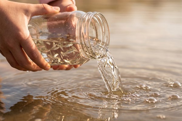 El sábalo como regulador natural